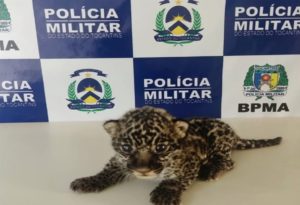 BPMA resgata filhote de Onça pintada