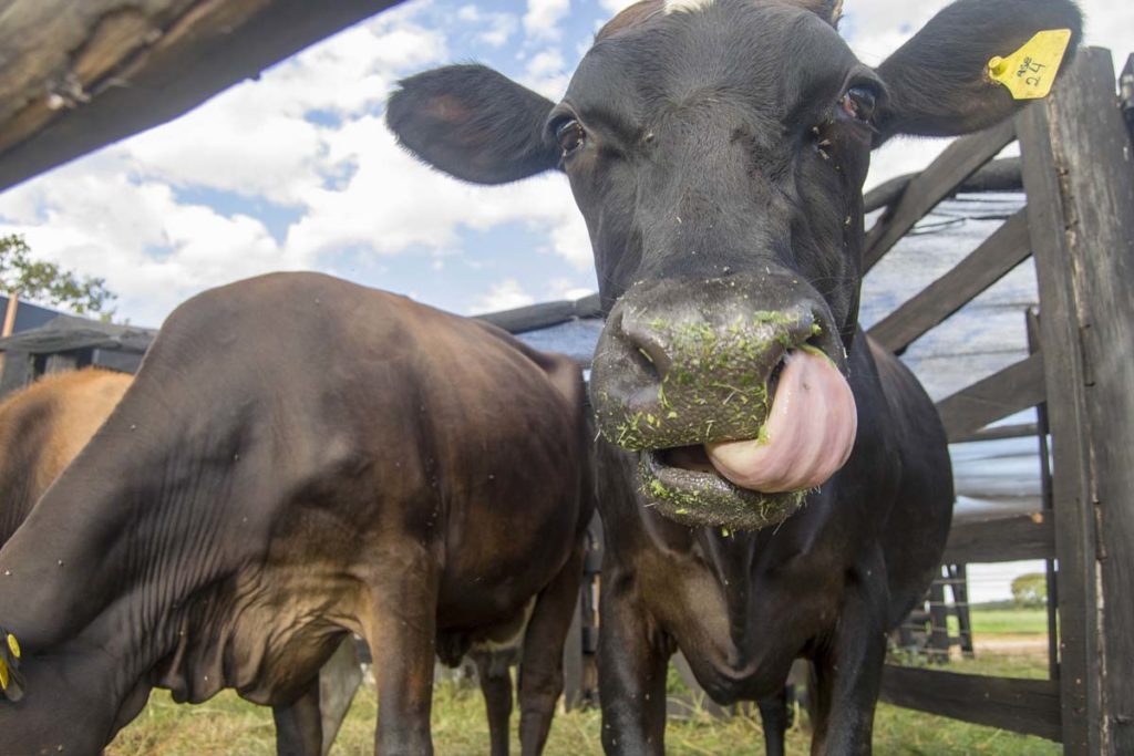 Na programação do curso estão previstas aulas práticas de produção de doce de leite – pastoso e de corte, leite condensado, iogurtes