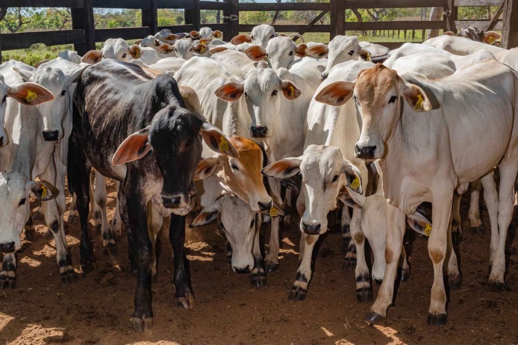 Tocantins supera meta e alcança 98,7% de índice vacinal do rebanho contra febre aftosa
