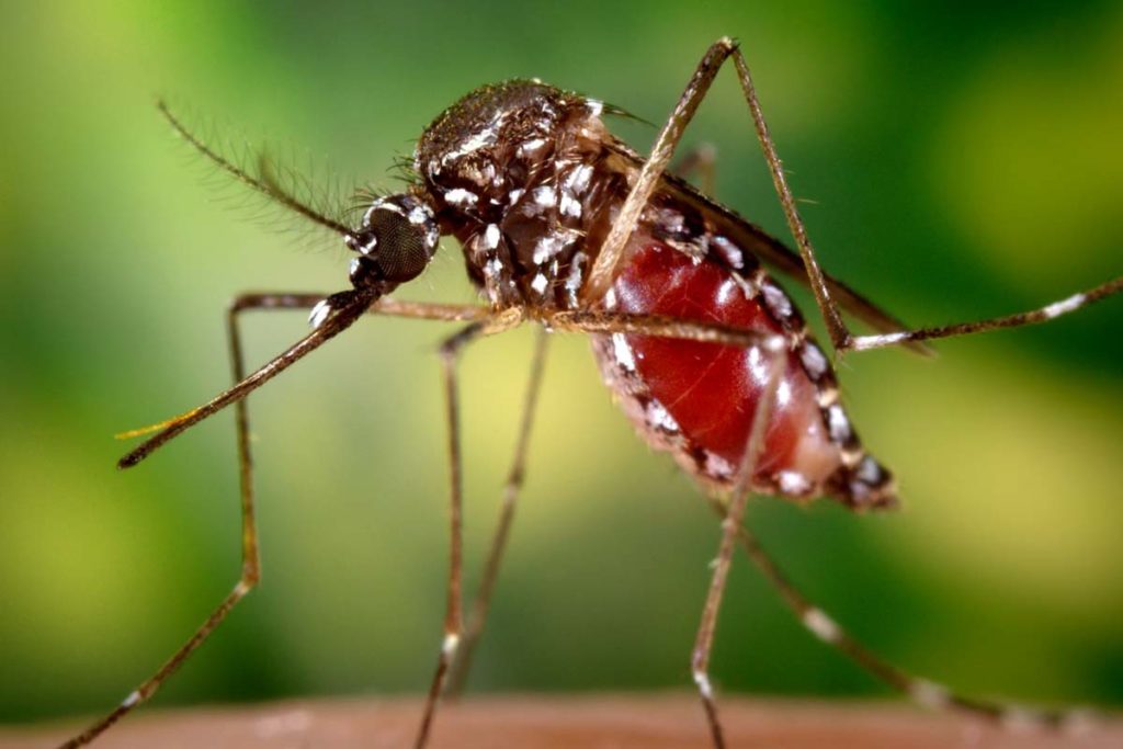 Notificações de casos suspeitos de dengue e chikungunya têm tendência de queda na Capital