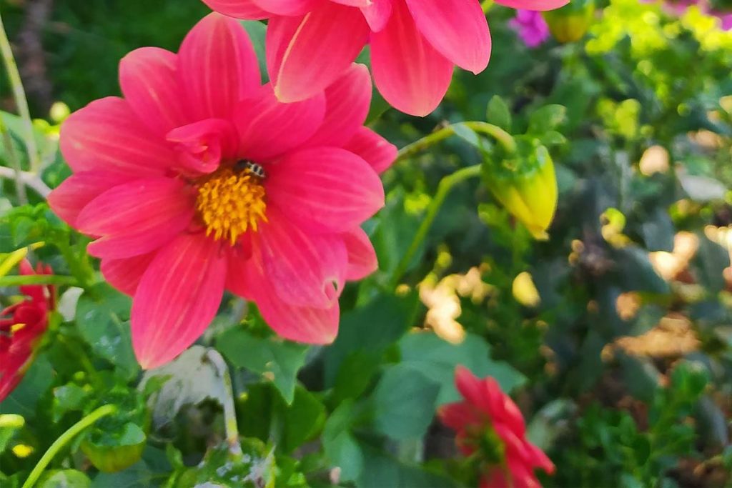 O Distrito de Taquaruçu ficará ainda mais colorido neste final de semana, com a realização da 5ª Feira Jardim Encantado