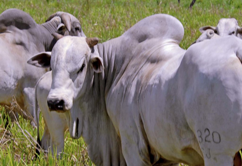 Estado do Tocantins reduz base de cálculo do ICMS para gado vivo após convênio com Confaz