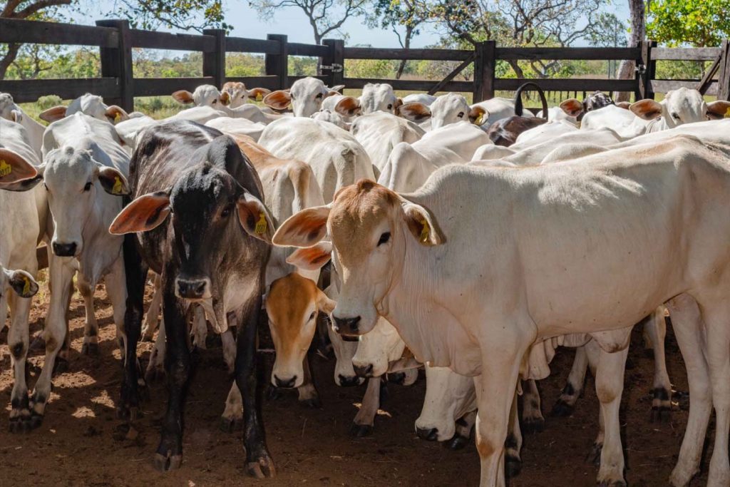 O índice de cobertura vacinal contra brucelose chegou a 96,62%