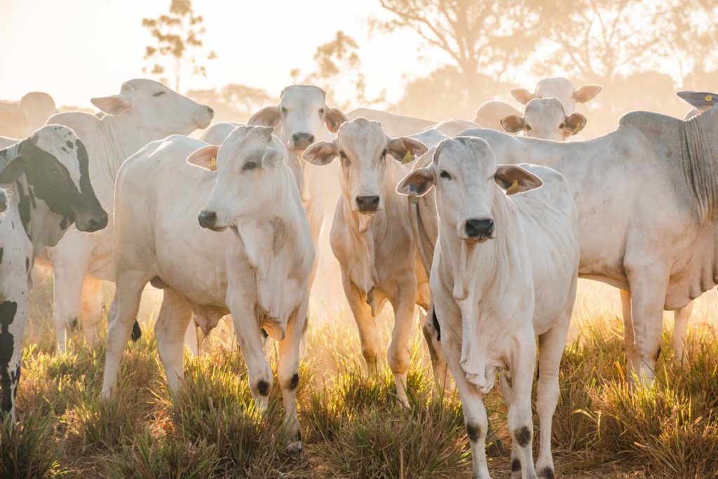 Febre Aftosa: Adapec finaliza preparativos para realização da campanha da vacinação na Ilha do Bananal