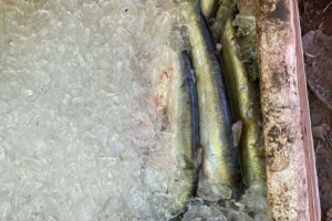 Mais de 130 quilos de peixes pescados de maneira ilegal foram apreendidos e doados para comunidades carentes