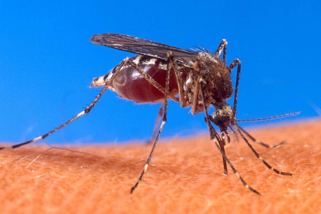 Notificações de casos de dengue e chikungunya seguem em queda na Capital