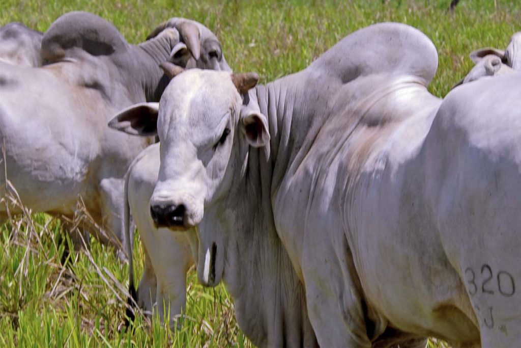 Tocantins reduz alíquota de ICMS de gado bovino a menos de 5%
