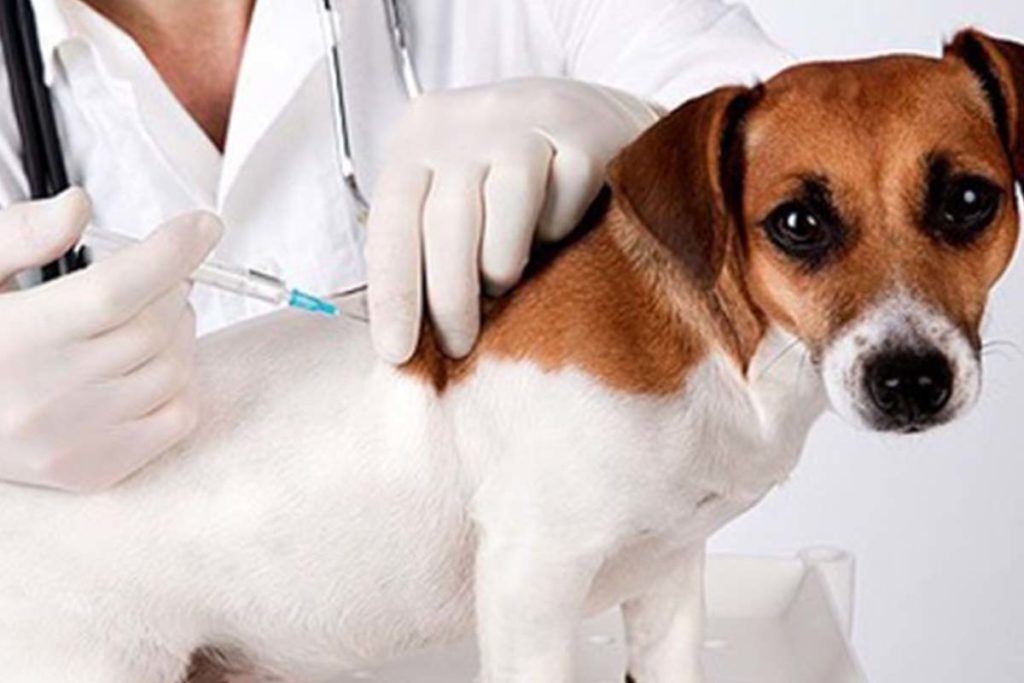 Saúde promove Campanha de Vacinação Antirrábica Animal 2022