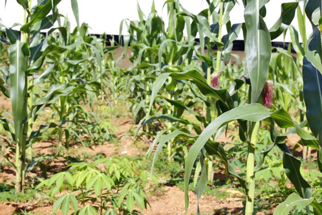 Estado do Tocantins discute implantação de usina de etanol de milho para baratear custos dos combustíveis e de insumos para produção de carne