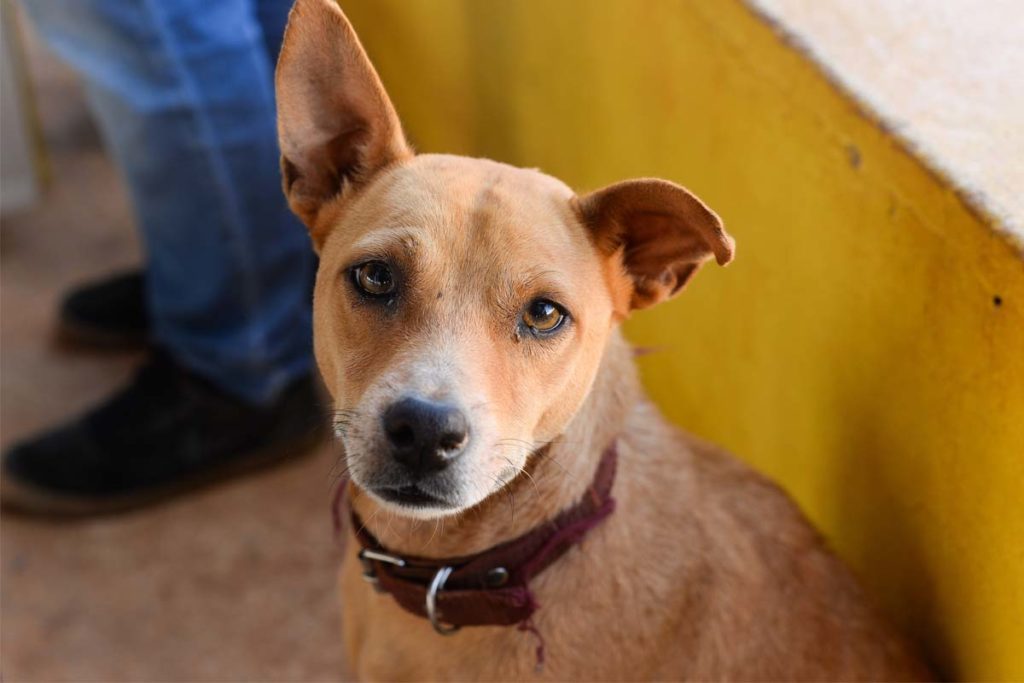 Vacinação contra raiva em cães e gatos segue na zona rural da Capital