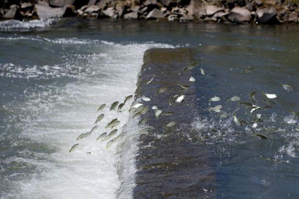 Período da piracema no Tocantins tem início no dia 1º de novembro