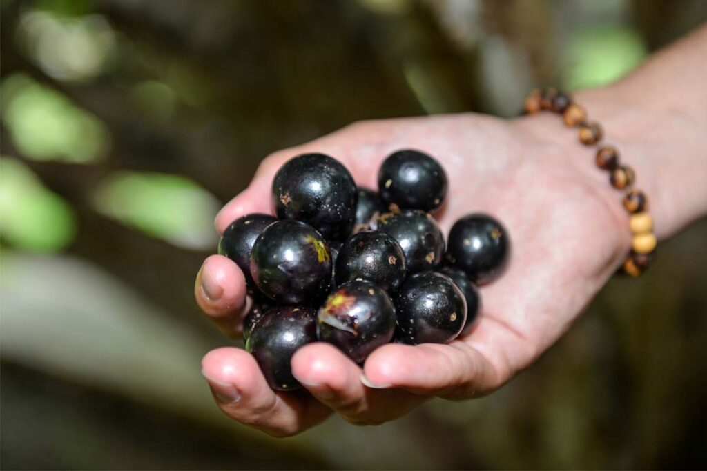 4ª Festa da Colheita da Jabuticaba de Taquaruçu terá concurso gastronômico