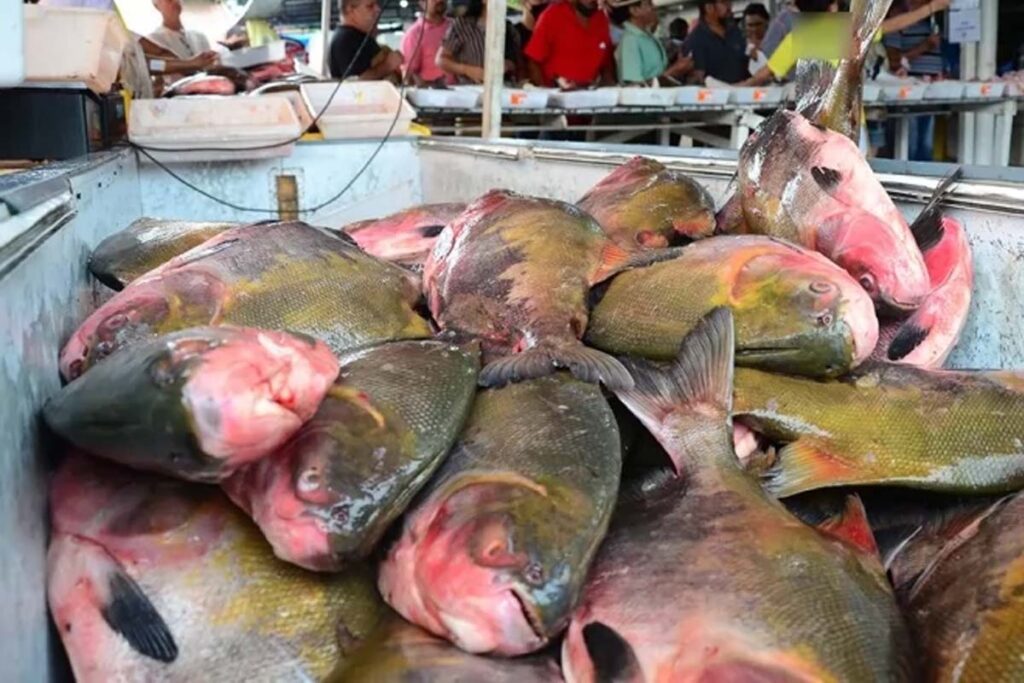 Piracema começa nesta terça-feira, 1º de novembro