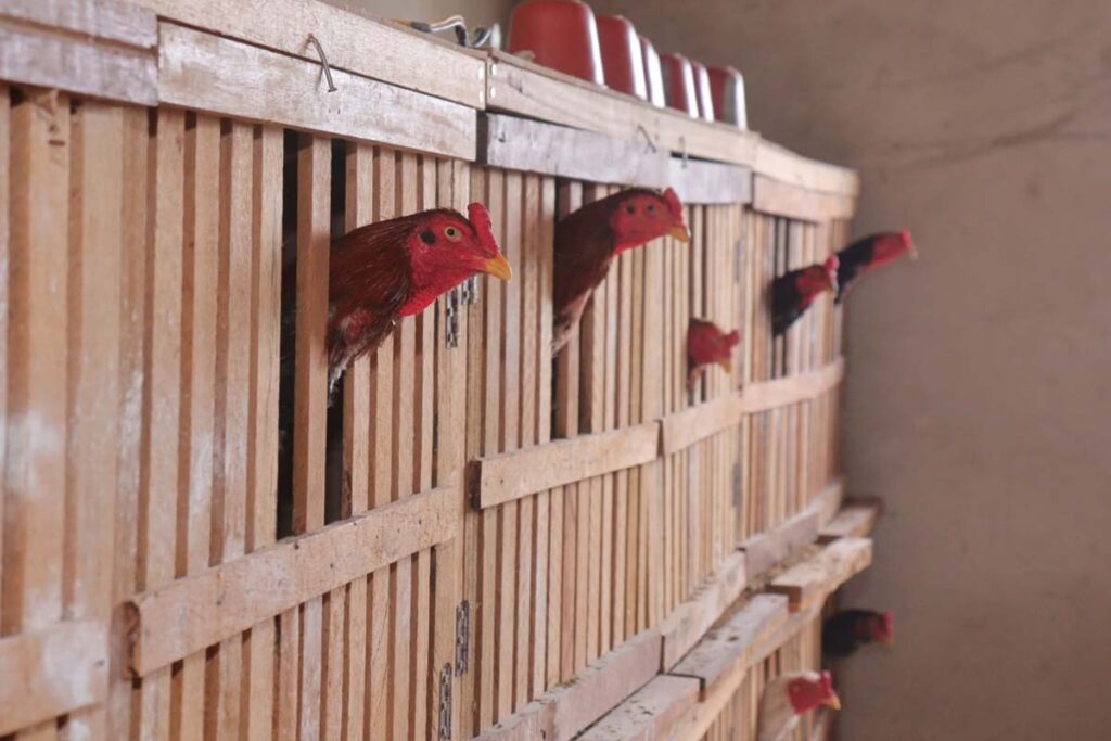 Polícia Civil faz desmanche de rinha de galo