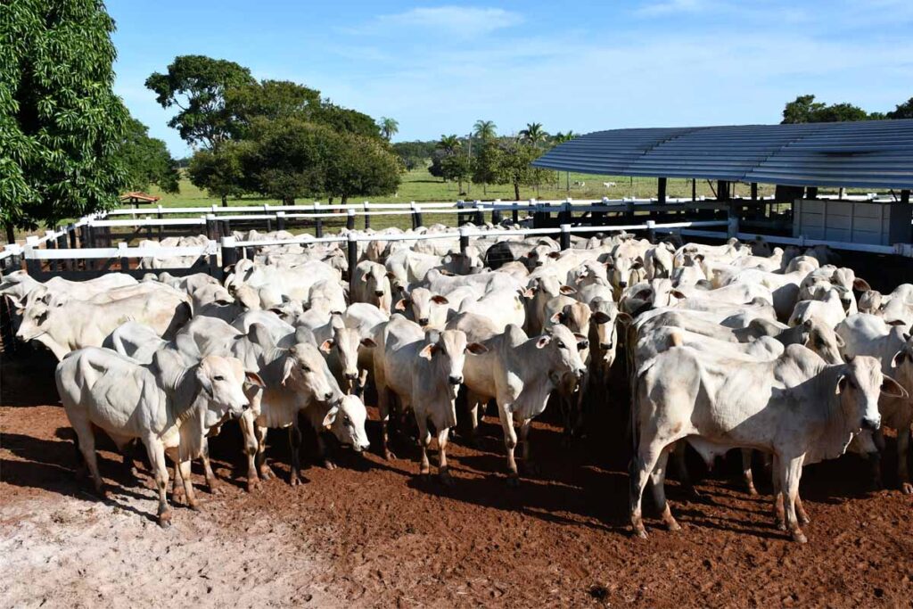 Pecuarista tem até o dia 30 de novembro para vacinar rebanho contra a febre aftosa