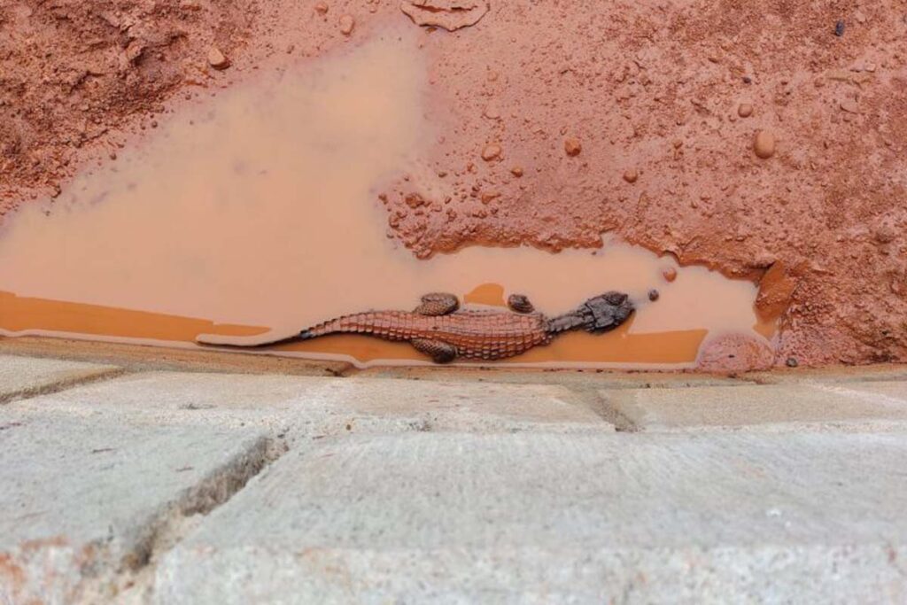 Naturatins resgata filhote de jacaré em campus universitário
