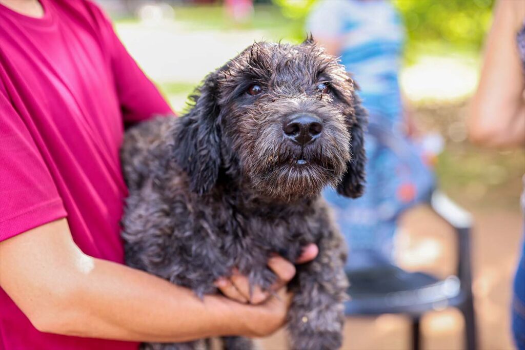 Agendamento para castração de cães e gatos começa no dia 27 de janeiro em Palmas