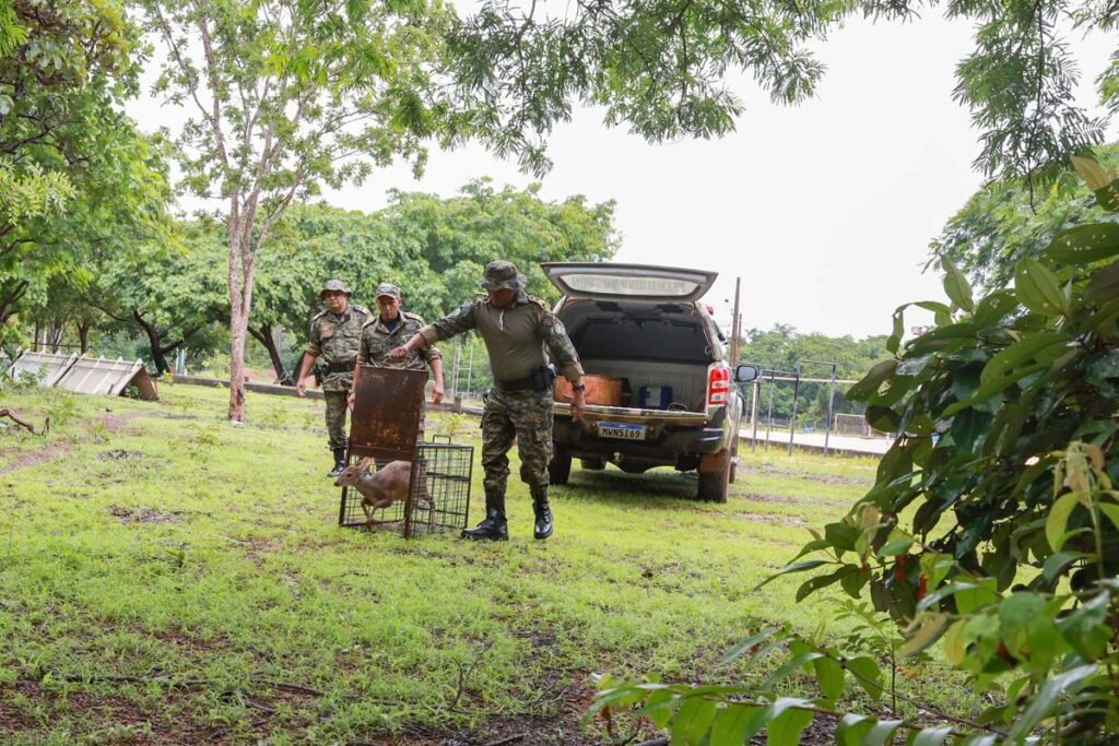 GMP captura veado catingueiro em residência no Setor Santa Fé II, região Sul da Capital