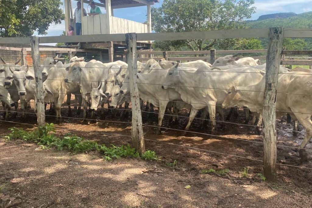 Furtos de Gado: Polícia Civil do Tocantins Recupera Animais Avaliados em R$ 98 Mil