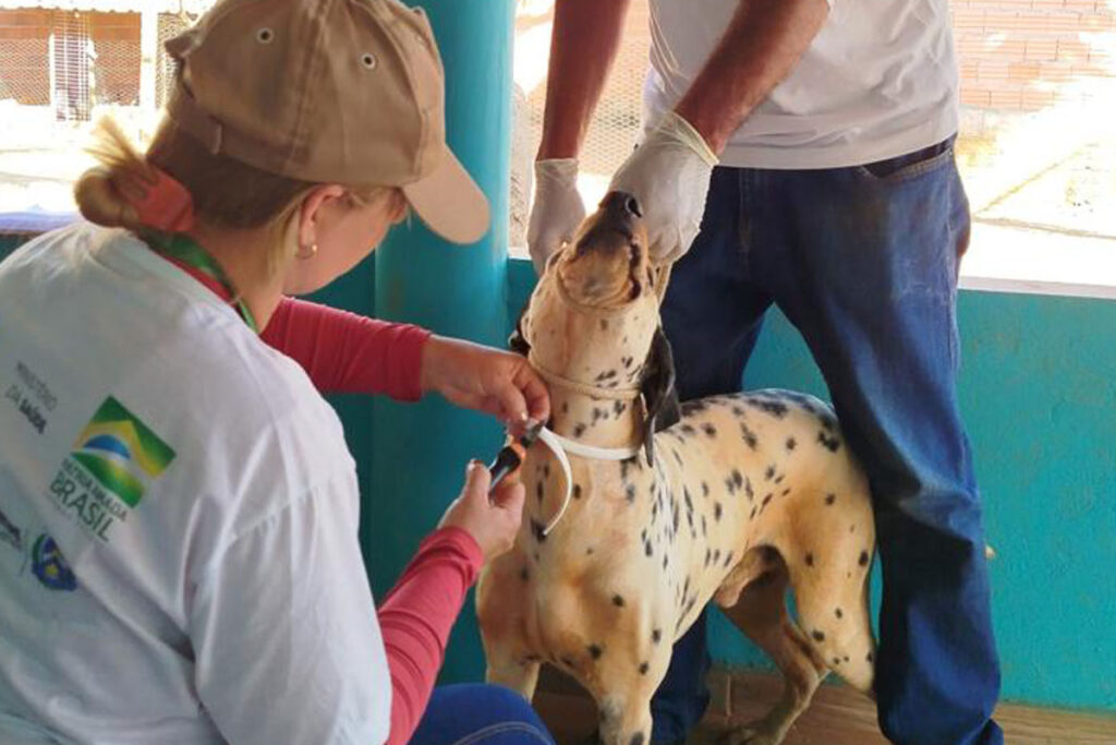 Prefeitura da Capital realiza nova troca de coleiras repelentes para prevenir o calazar