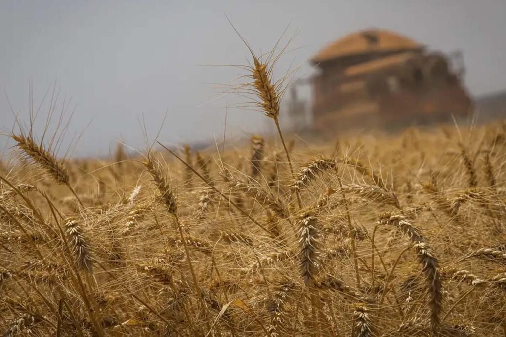 Safra de Grãos 2024/25: Brasil deve alcançar recorde com 325,7 milhões de toneladas