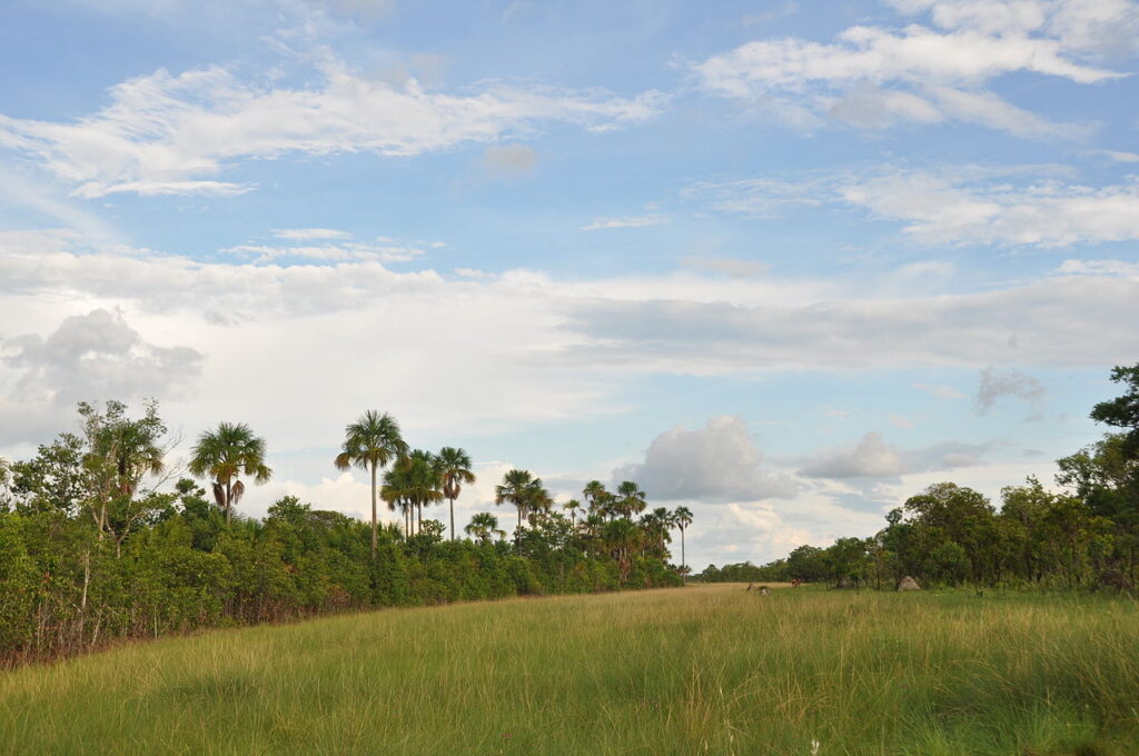 Tocantins registra redução de área desmatada no bioma Cerrado do estado