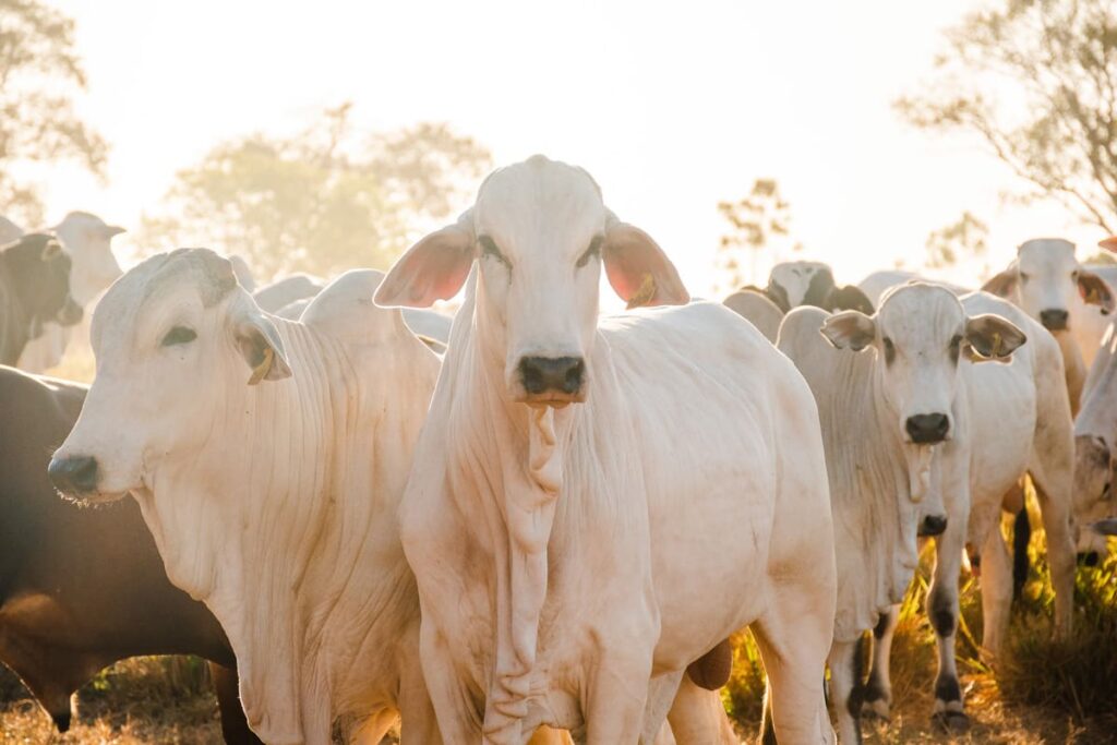Vacinação contra raiva em herbívoros cresce 38% no Tocantins em 2024