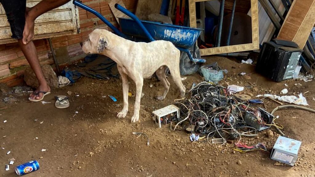 Casal é indiciado por maus-tratos após morte de pit bull em Paraíso do Tocantins