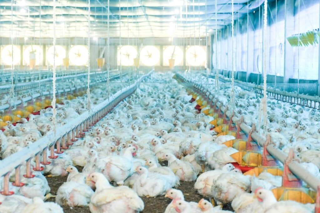 Caso de Influenza A em abatedouro de Aguiarnópolis está controlado, diz Adapec