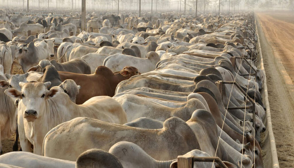 Tocantins recebe reconhecimento internacional como zona livre de febre aftosa sem vacinação