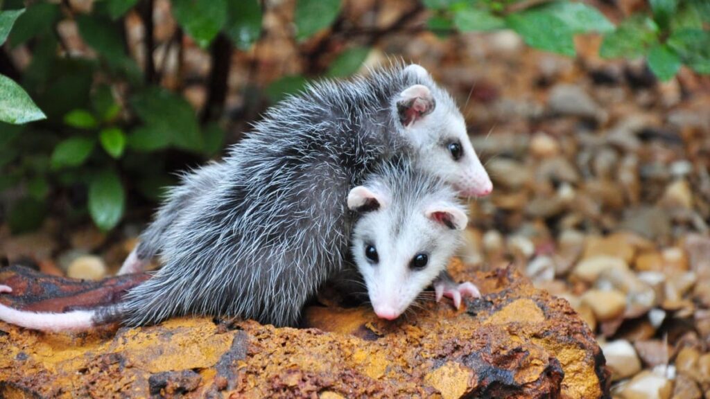 Presença de mucuras aumenta em Palmas: saiba como agir ao encontrar o animal