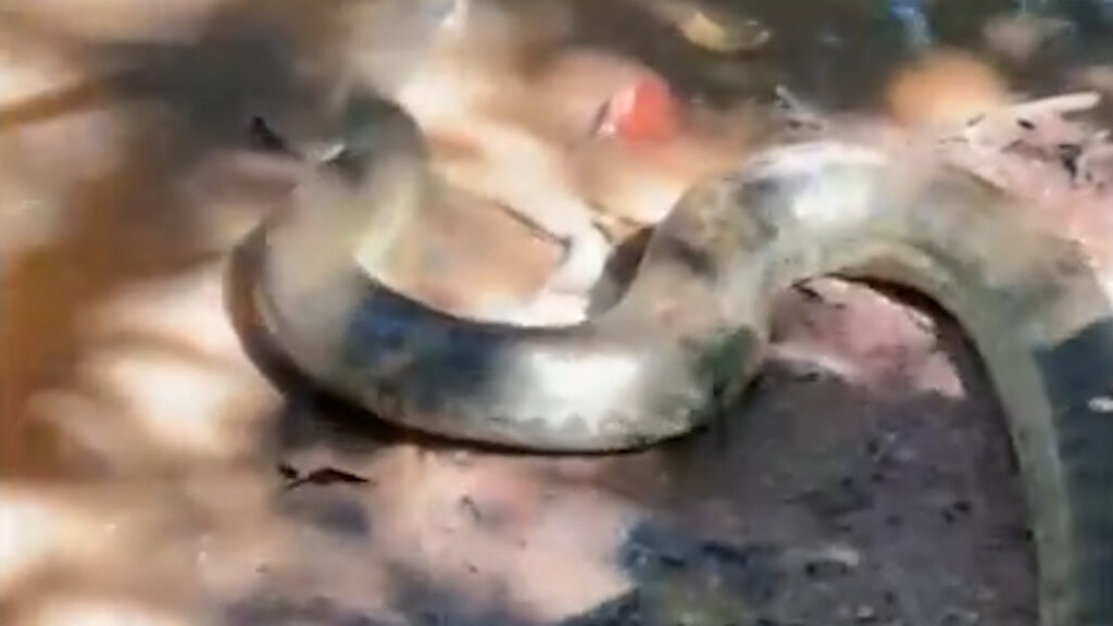 Sucuri de 3 metros é resgatada próximo a residência rural em Formoso do Araguaia (TO)