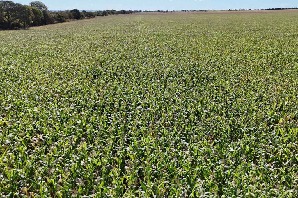 Porto Nacional lidera exportações do Tocantins em 2025, mesmo com queda no preço da soja