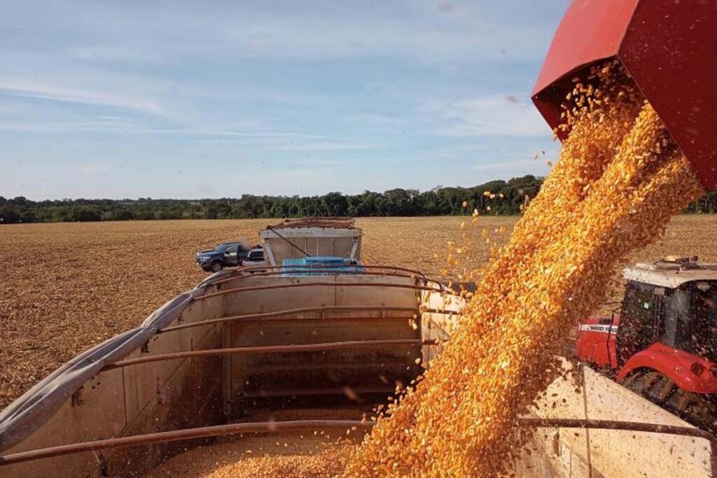 Segunda safra de milho no Tocantins cresce 7% e deve alcançar produção recorde em 2025