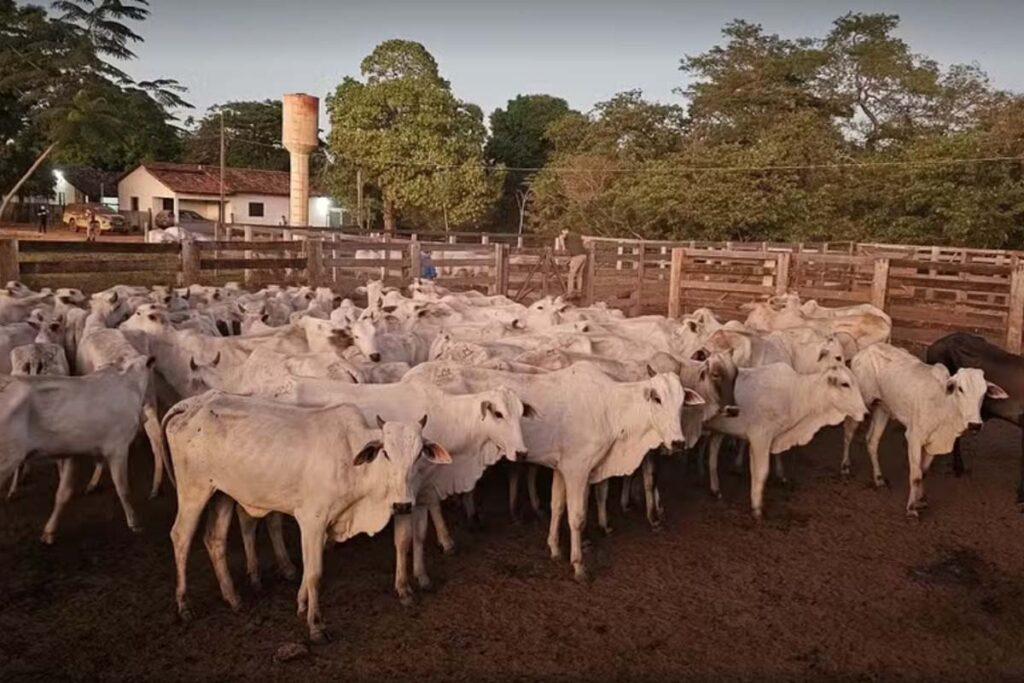 66 cabeças de gado furtadas são recuperadas pela PM em fazenda no sul do Tocantins