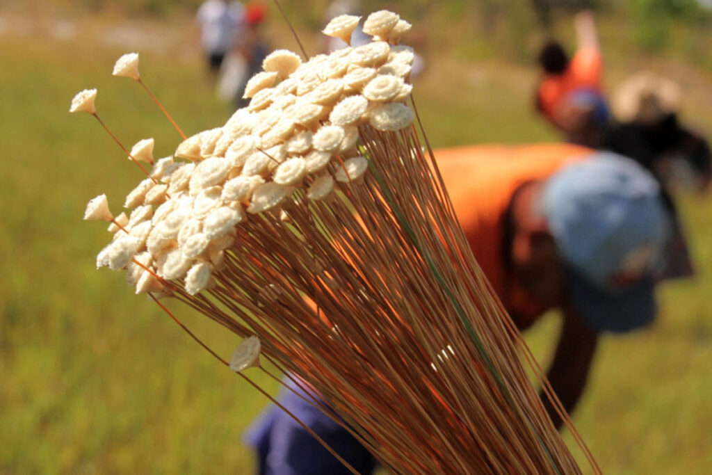 Naturatins abre prazo para licença de coleta do capim-dourado e buriti no Tocantins