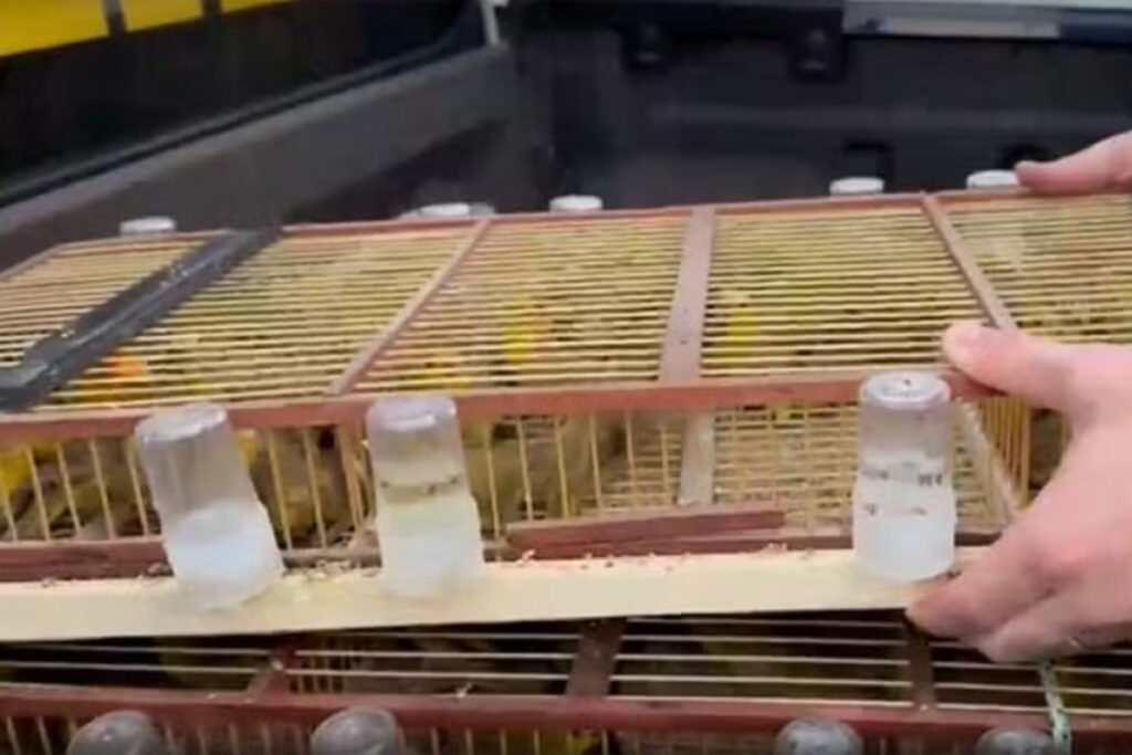 PRF resgata 400 canários-da-terra transportados ilegalmente na BR-153 em Araguaína