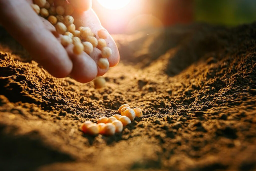 Tocantins se destaca na produção de soja semente na entressafra e vira referência nacional