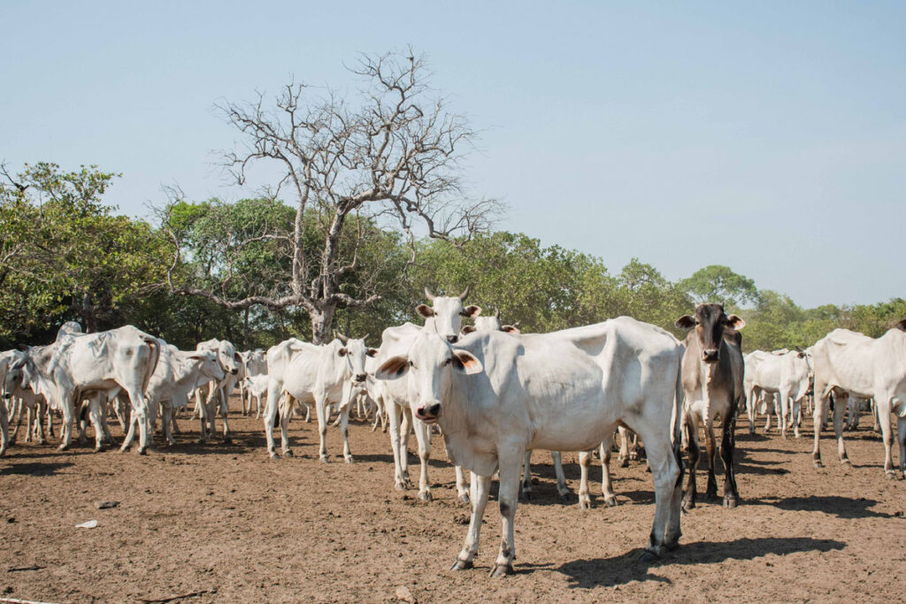 Proprietários na Ilha do Bananal devem declarar rebanhos até 30 de setembro, alerta Adapec