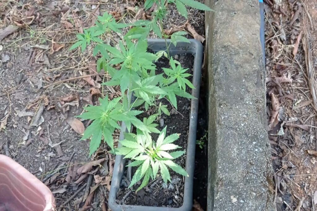 Plantação de maconha é descoberta em área de mata na zona rural de Palmas