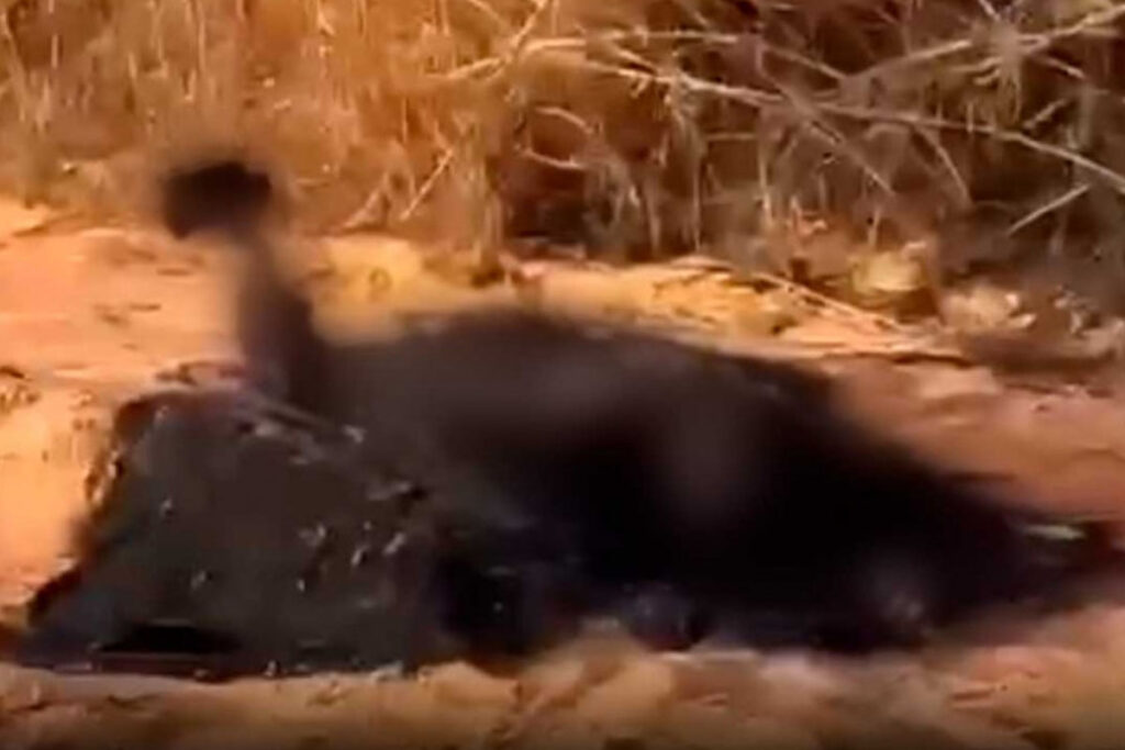 Corpo de mulher carbonizado é encontrado em estrada rural de Lajeado (TO)