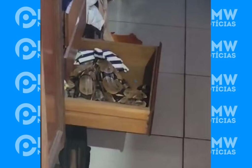 Família encontra jiboia dentro de guarda-roupa em Araguaína