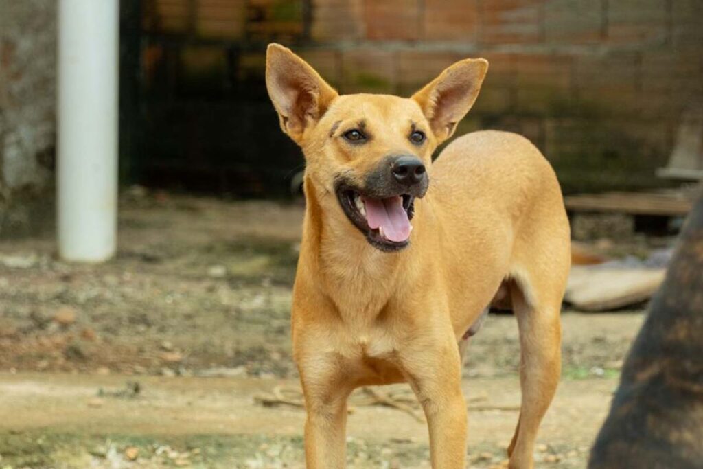 Palmas regulamenta Conselho Municipal de Proteção e Bem-Estar Animal com poder de fiscalização contra maus-tratos