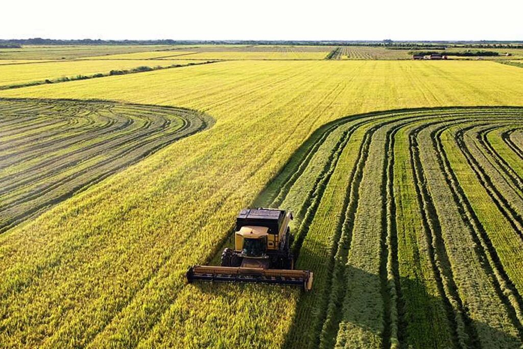 Tocantins é o 3º maior produtor de arroz do Brasil com 604 mil toneladas em 2023