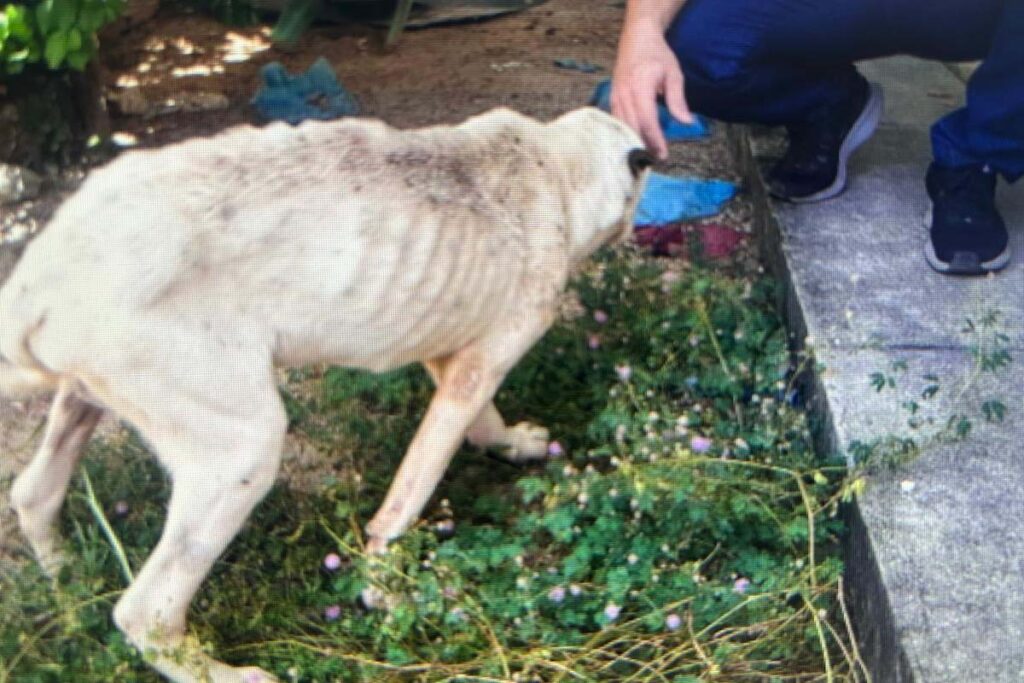 Homem é indiciado por maus-tratos após abandono de cães em Paraíso do Tocantins