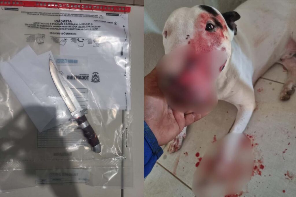 Homem é preso em Palmas suspeito de esfaquear cachorro da sobrinha