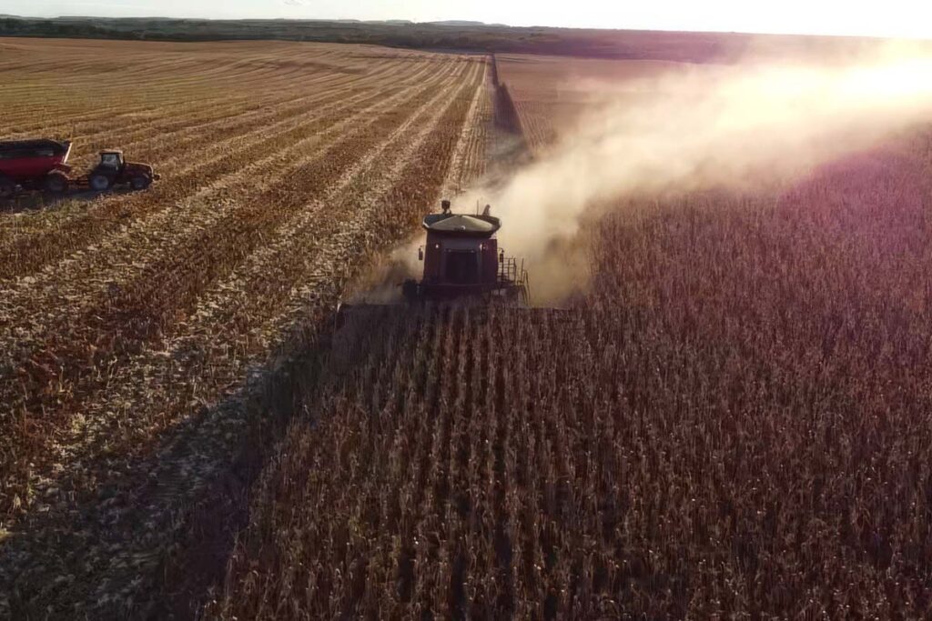 Tocantins bate recorde na colheita de milho safrinha em 2025 e mantém produção de soja semente