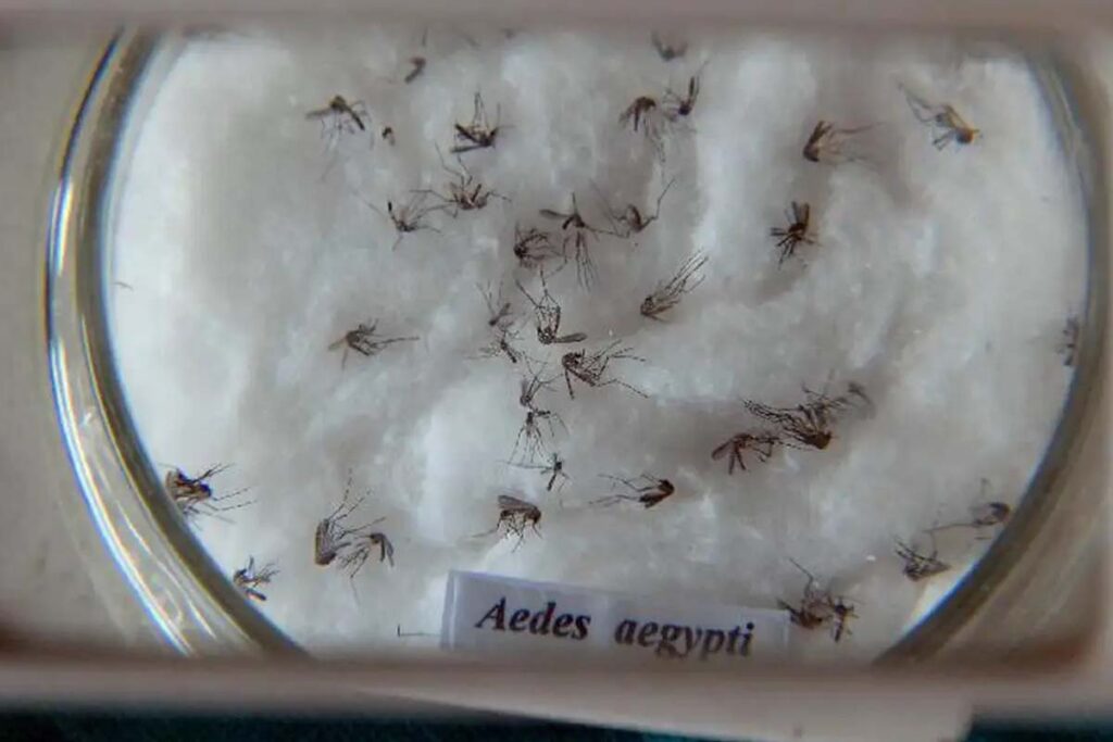 Palmas captura mais de 8 mil ovos do Aedes aegypti em novembro e reforça alerta contra dengue