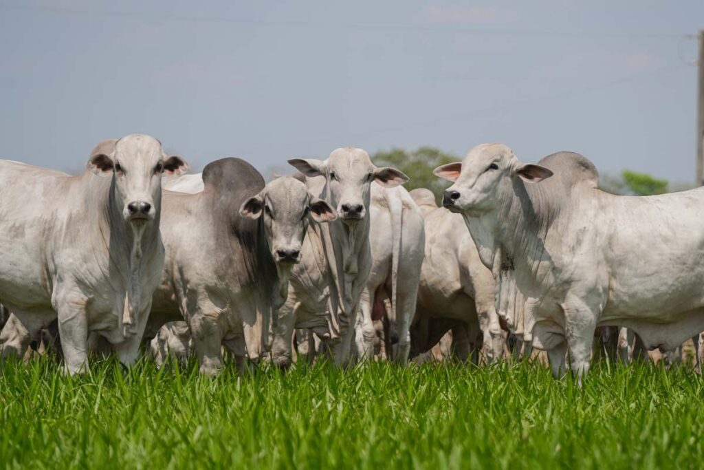 Brasil supera EUA e assume liderança mundial na produção de carne bovina; Tocantins se destaca