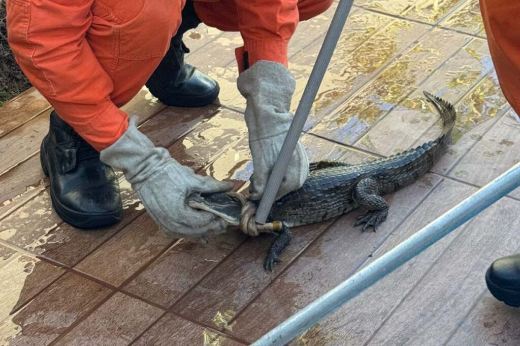 Filhote de jacaré é resgatado em piscina de casa em Gurupi, no sul do Tocantins